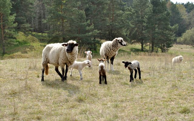 Schafe bei Lychen (c) Archiv LUGV